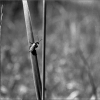 image-29-toblerone.jpg